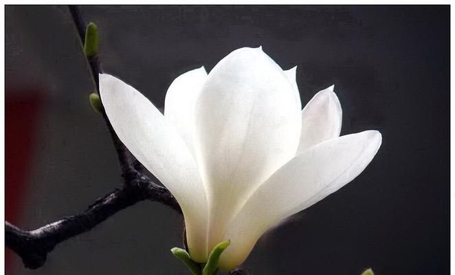 玉兰花的寓意是什么？玉兰花代表的含义有哪些？