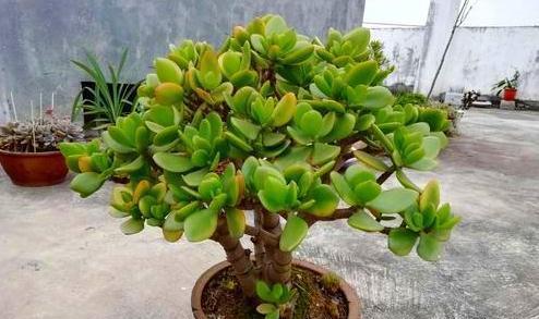 玉树花语是什么意思？玉树的花语代表了哪些情感？