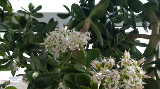 玉树花语是什么意思？玉树的花语代表了哪些情感？