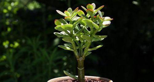 玉树花语是什么意思？玉树的花语代表了哪些情感？