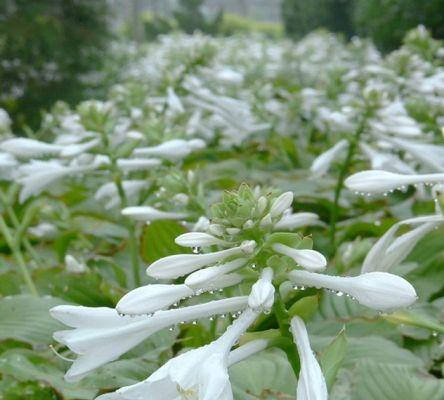 玉簪花的花语是什么？了解其独特含义和象征意义