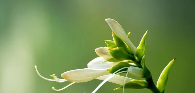 玉簪花的花语是什么？它有什么特别的寓意吗？