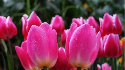 郁金香的花语象征了什么？每种颜色的郁金香代表什么含义？