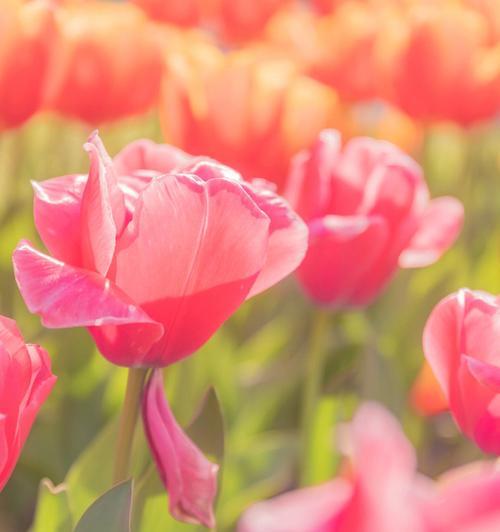 郁金香的花语代表什么？如何解读郁金香的花语含义？