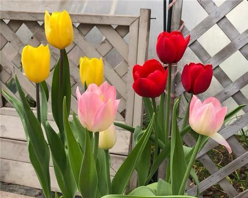 郁金香的寓意和象征是什么？如何正确解读郁金香花语？
