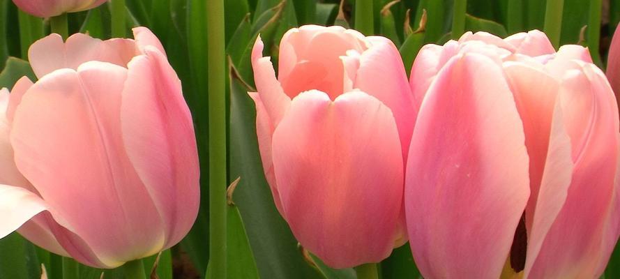 郁金香的寓意和象征是什么？如何正确解读郁金香花语？