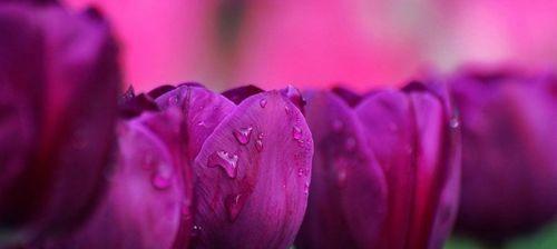 郁金香花语代表什么？如何解读郁金香的花语含义？