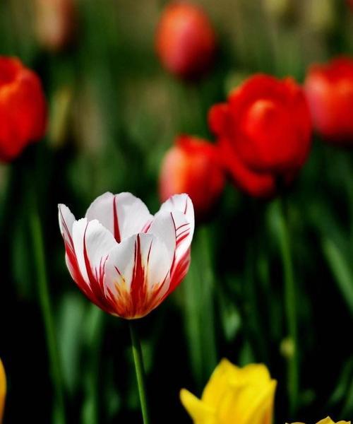 郁金香花语代表什么？如何解读郁金香的花语含义？