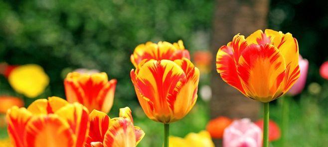 郁金香花语是什么意思？郁金香的寓意有哪些常见问题？