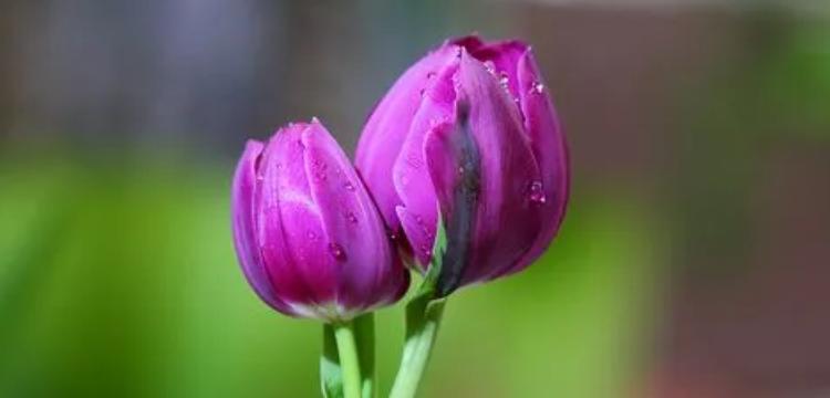 郁金香花语和寓意是什么？如何正确解读郁金香的象征意义？