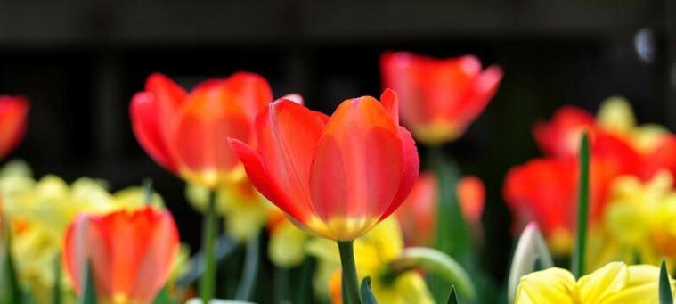 郁金香花语和寓意是什么？如何正确解读郁金香的象征意义？
