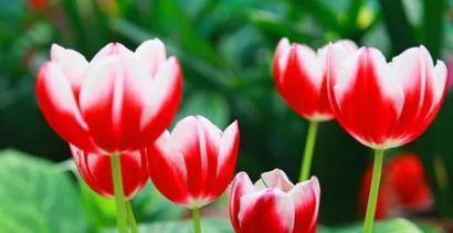 郁金香花语和寓意是什么？如何正确解读郁金香的象征意义？