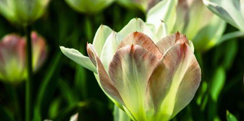 郁金香花语和寓意是什么？适合送给哪些人？