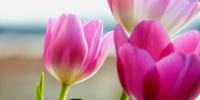 郁金香花语代表什么？不同颜色郁金香的含义有哪些？