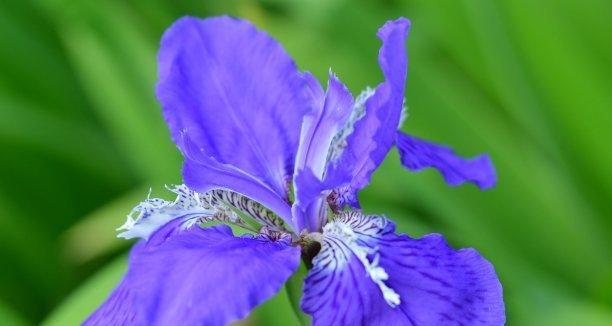 鸢尾草的花语是什么？鸢尾花象征着什么含义？