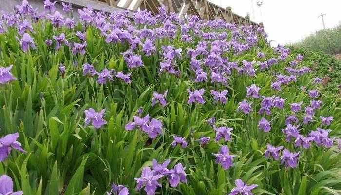 鸢尾花的花语是什么？如何用鸢尾花表达情感？