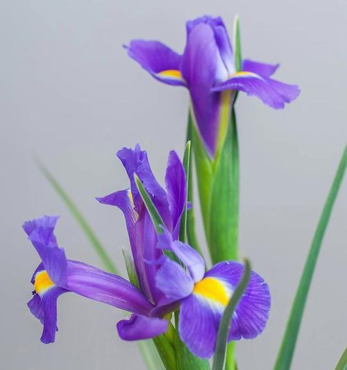 鸢尾花的花语和传说有哪些？如何解读鸢尾花的象征意义？