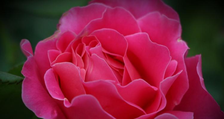 月季和菊花的花语分别是什么？它们各自代表了哪些含义？
