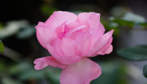 月季花的花语是什么？如何正确解读月季的象征意义？