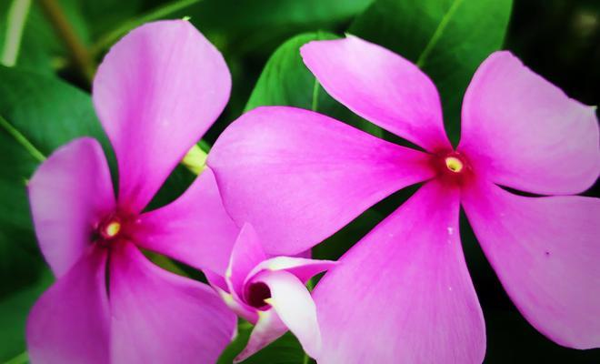 长春花花语是什么意思？如何正确解读长春花的花语含义？