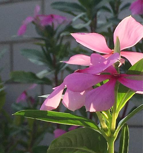 长春花花语是什么意思？如何正确解读长春花的花语含义？