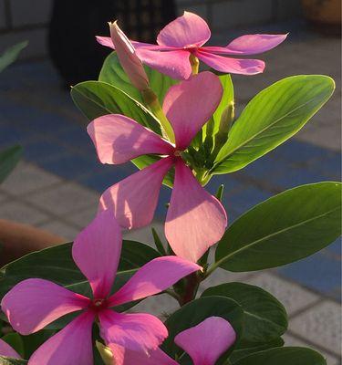 长春花花语是什么意思？如何正确解读长春花的花语含义？