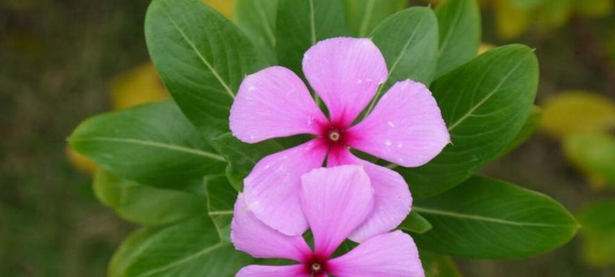 长春花花语代表什么？长春花的含义有哪些？