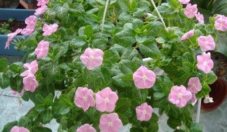 长春花花语代表什么？长春花的含义有哪些？
