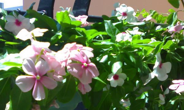 长春花花语代表什么？长春花的含义有哪些？