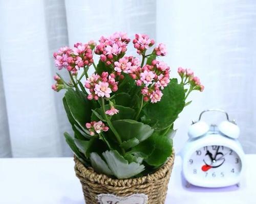 长寿花切花是什么意思？购买和养护长寿花切花有哪些注意事项？
