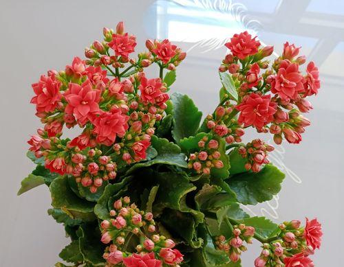 长寿花寓意和花语是什么？如何正确理解？