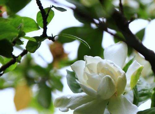 栀子花的花语是什么？它在神话故事中扮演什么角色？