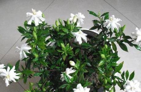 栀子花的寓意是什么？适合送给哪些人？
