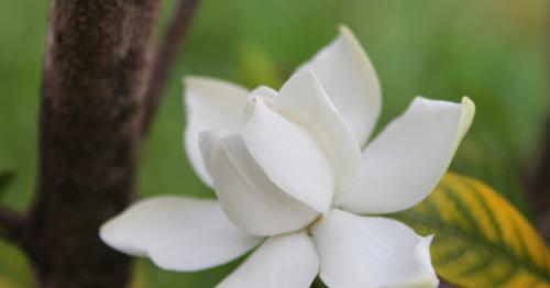 栀子花的花语是什么？栀子花寓意有哪些常见问题解答？