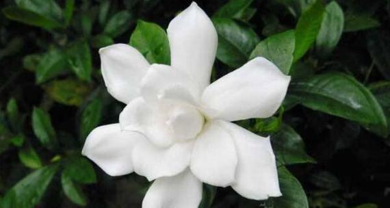 栀子花的花语是什么？栀子花寓意有哪些常见问题解答？