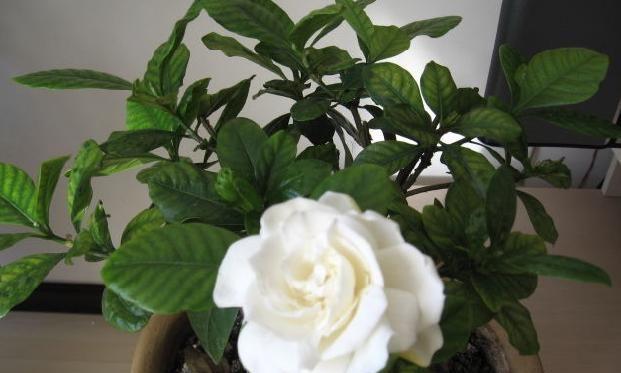 栀子花的花语是什么？栀子花寓意有哪些常见问题解答？