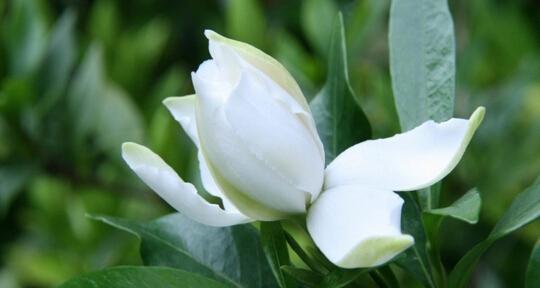 栀子花花语是什么？如何用栀子花表达情感？