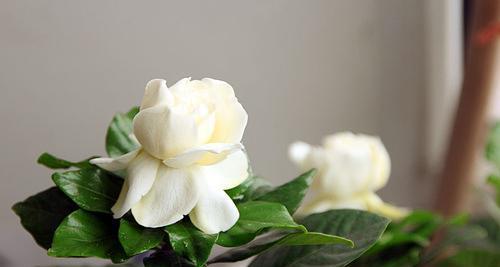 栀子花开寓意着什么？如何理解栀子花的象征意义？