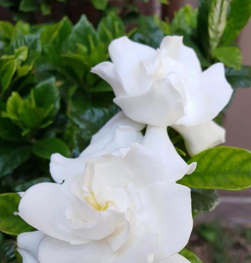 栀子花语是什么意思？如何解读栀子花的象征意义？