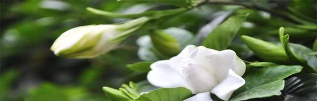 栀子花语是什么意思？如何解读栀子花的象征意义？