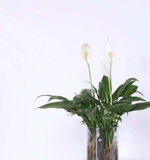 植物白掌的花语是什么？如何养护白掌以保持其花语的寓意？