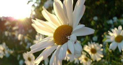 皱菊花代表什么含义？皱菊花的寓意有哪些？