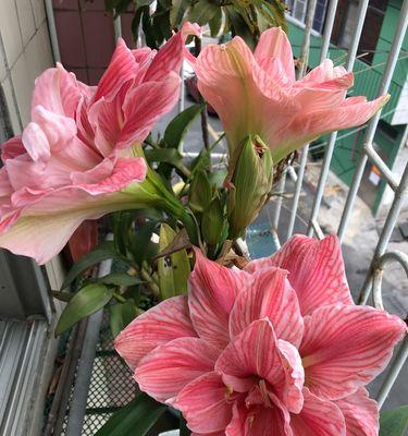 朱顶红的花语是什么？它的寓意有哪些常见问题？