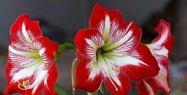 朱顶红的花语是什么？如何正确解读朱顶红的寓意？