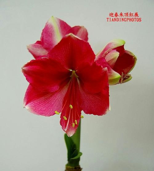 朱顶红花语是什么？了解朱顶红的象征意义和文化背景？