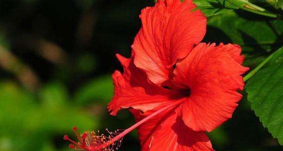 朱槿花花语是什么？如何用朱槿花表达爱意？