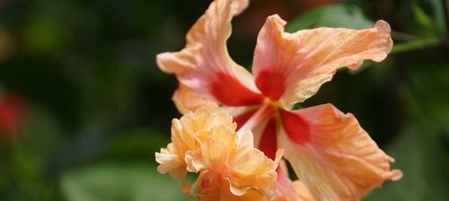 朱槿花花语是什么？如何用朱槿花表达爱意？