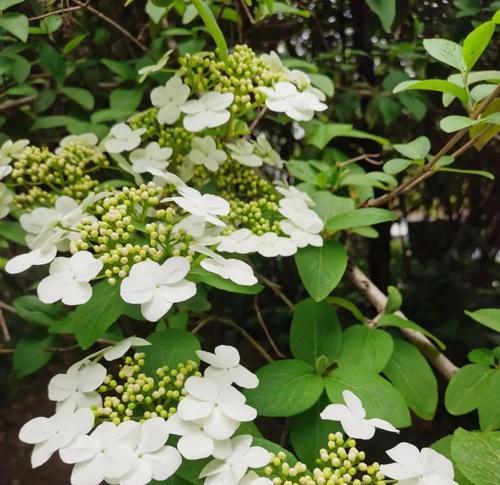 诸葛菜花语是什么？了解其象征意义和文化背景？