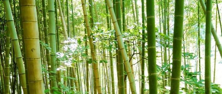 竹子的寓意和花语是什么？如何在家居装饰中体现？