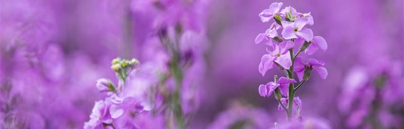 紫罗兰的花语是什么？了解紫罗兰的象征意义和用途？